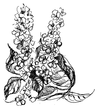 «Ведьмин смех» картинка № 4