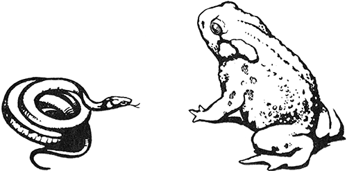 «Желтоухий» картинка № 2