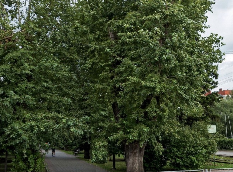 «Две тени» картинка № 5