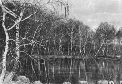 «Природа донского края» картинка № 4