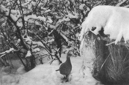 «Природа донского края» картинка № 18