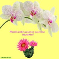 Чтоб тебе кактус вместо орхидеи! (СИ). Кактус Надя - читать в Рулиб