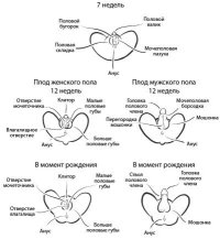 Как хочет женщина. Мастер-класс по науке секса. Нагоски Эмили - читать в Рулиб