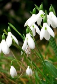 Счастье в Апреле. Вахненко Елена (HelenV) - читать в Рулиб