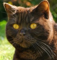 Коты-воители фанон : Возрождение. Машурова Амина - Rulib.pro Коты-воители фанон : Возрождение. Машурова Амина - читать в Рулиб