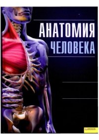 Анатомия человека. Иллюстрированный атлас. Коллектив авторов - читать в Рулиб